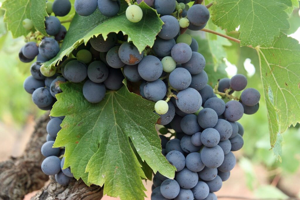 grapes, black, fruit, Kismis