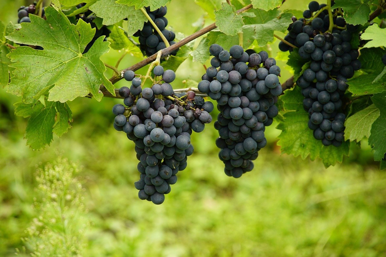 Sultanas Vs Raisins: Check the Key Differences and Make Your Choice!