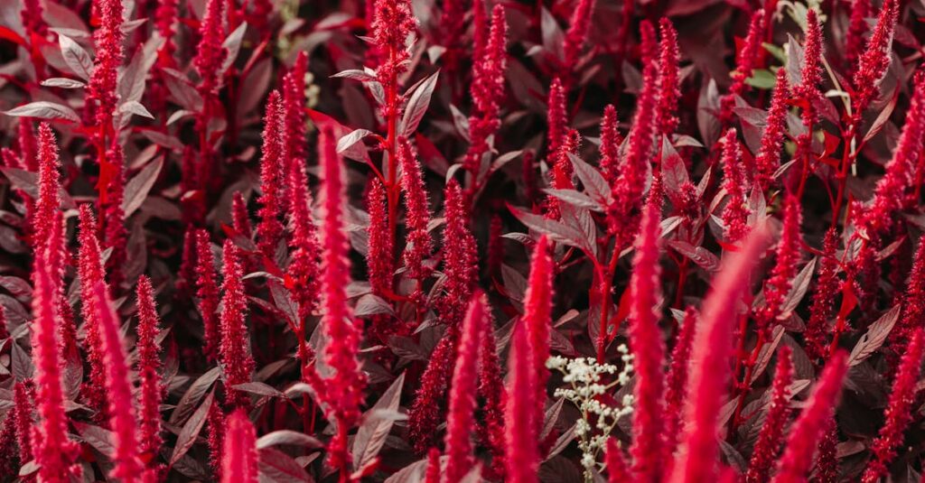 amaranth