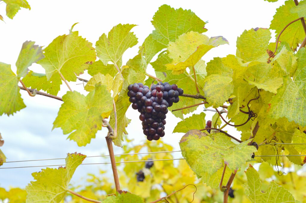 Close-up of ripe grapes hanging on the vine surrounded by lush green leaves in a vineyard.