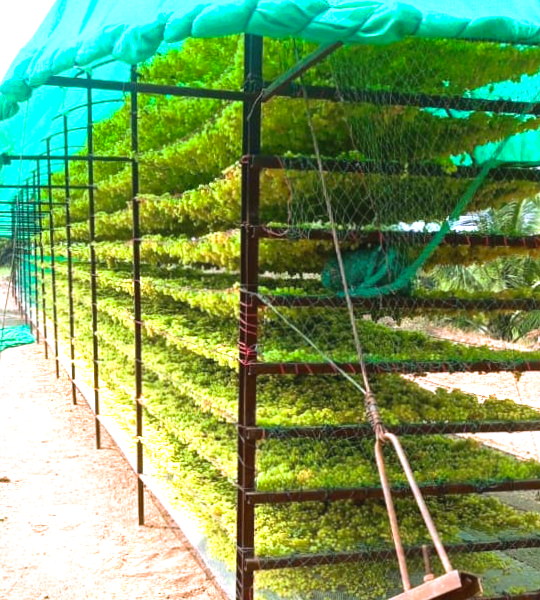 Fresh Grapes Dried Process